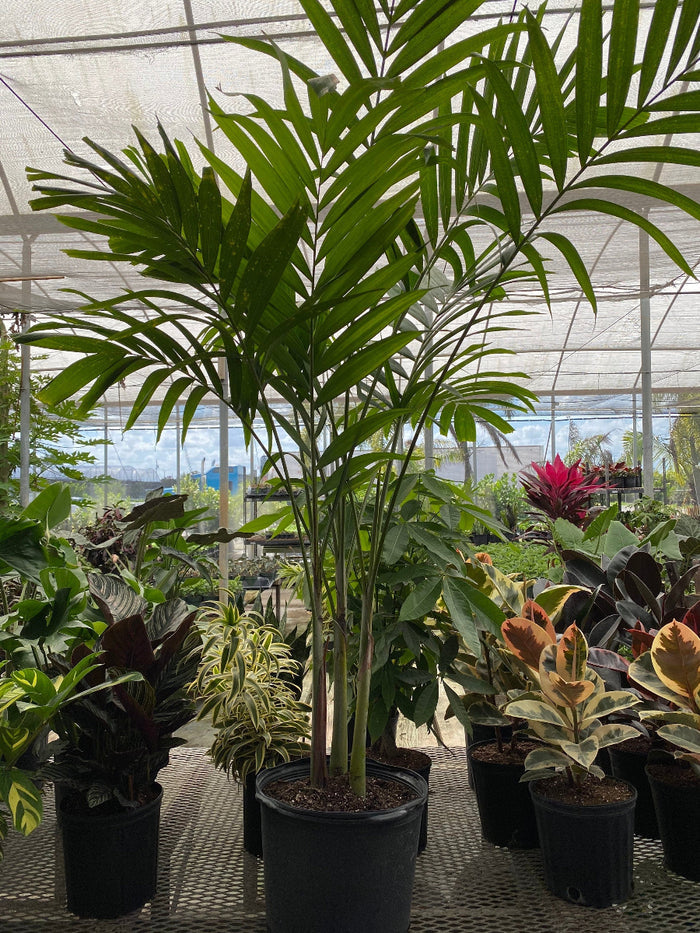 A young, multi-stemmed palm plant featuring bright green, feathery fronds, growing in a black nursery pot