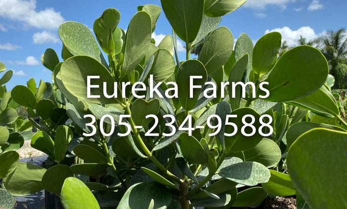 leaves of Clusia Guttifera Tree Form, Fast Growing Tree