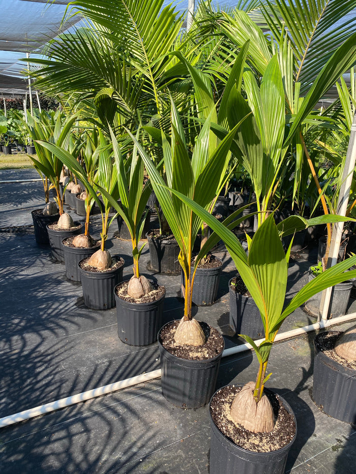 Coconut Palm Tree, Gold Malayan Cocos nucifera in 2 gallon grower pot with a visible sprouting coconut shell and bright green fronds
