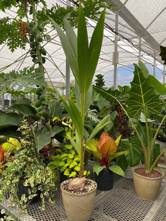 Coconut Palm Tree, Green Malayan Cocos nucifera in a round textured planter with a visible coconut base and upright green fronds