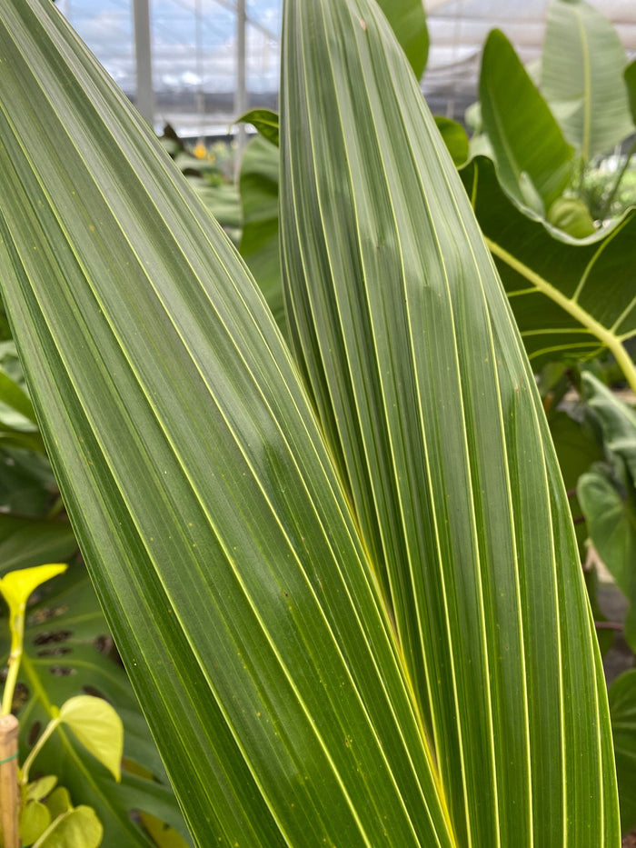 Close up of Coconut Palm Tree, Green Malayan Cocos nucifera fronds with vibrant green, ribbed tropical foliage