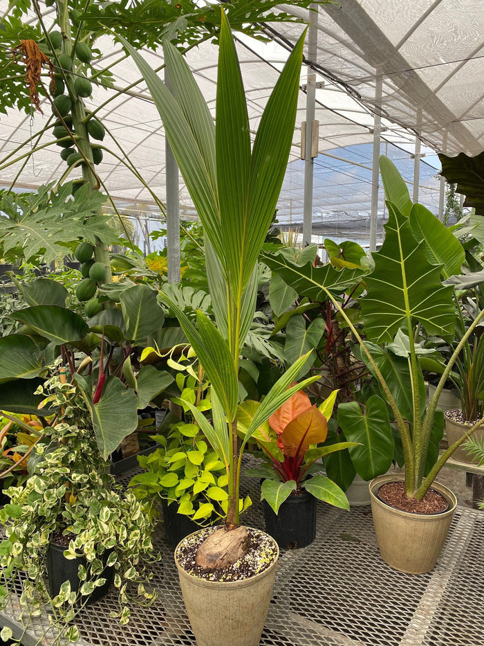 Coconut Palm Tree, Green Malayan Cocos nucifera in a round textured container with a visible coconut base and tall, upright green fronds