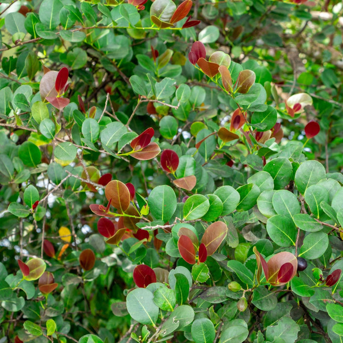 Cocoplum Red Tip, Chrysobalanus Icaco close up leaves