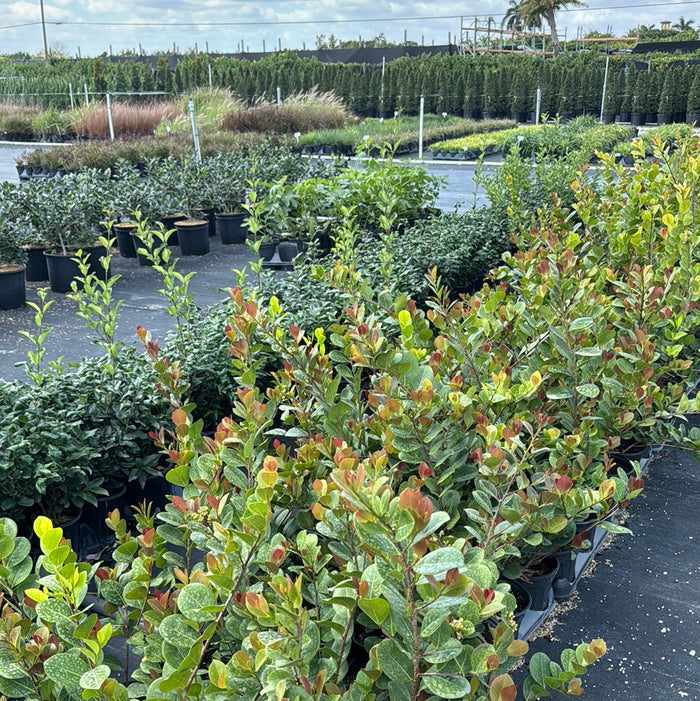 Cocoplum Red Tip, Chrysobalanus Icaco in 6n pots in trays