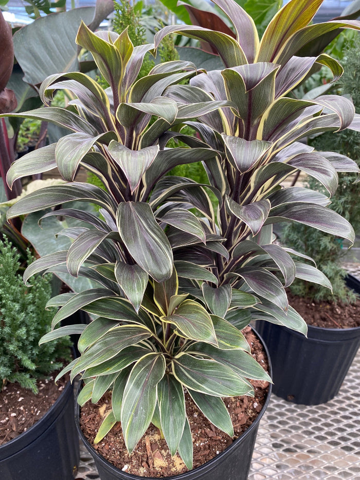 A young potted Chocolate Queen Ti Plant (Cordyline fruticosa 'Chocolate Queen') featuring striking, lance-shaped leaves with dark purplish-brown centers and bright greenish-yellow margins, growing in a black nursery