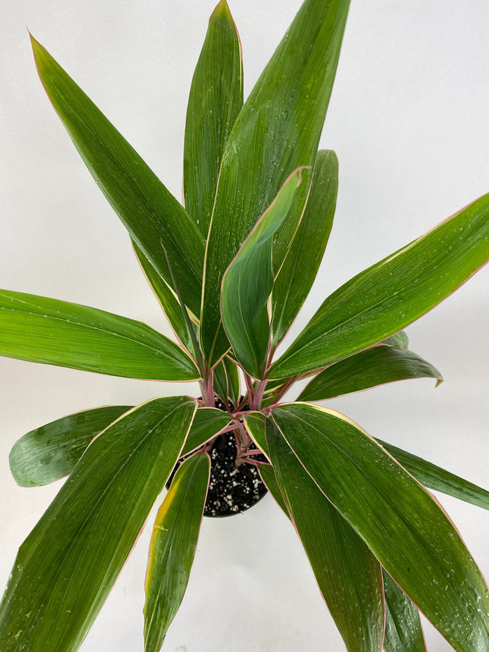 upper view of Cordyline Fruticosa Pink Diamond, Good Luck Plant
