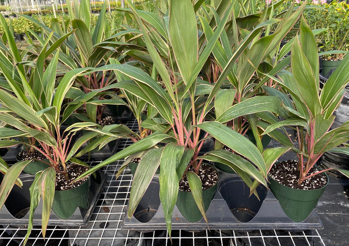 multiple Cordyline Fruticosa Pink Diamond, Good Luck Plant outside