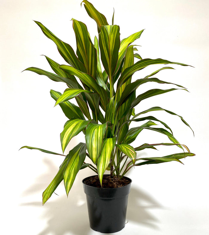 Cordyline kiwi, Hawaiian Ti, Good Luck Plant, Auntie Lou in a black pot