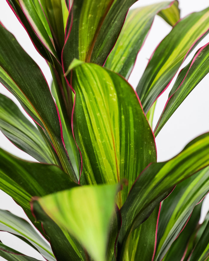close view of Cordyline kiwi, Hawaiian Ti, Good Luck Plant, Auntie Lou