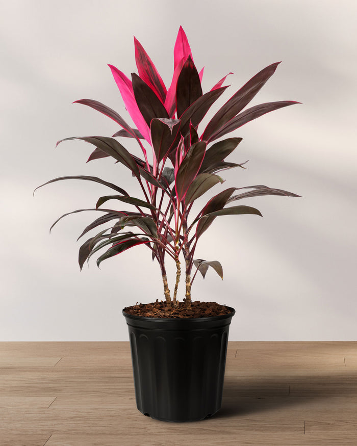 A potted Cordyline Red Sensation plant with deep burgundy leaves with pink edges, placed on a wooden floor against a white background.