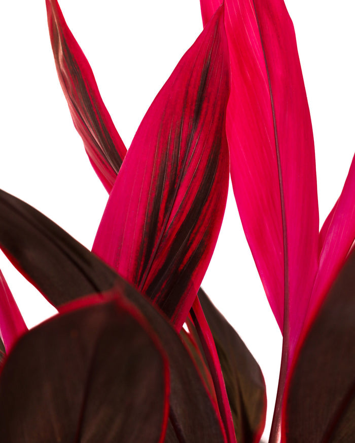 cordyline red sister close-up of red and brown plant leaves on a white background