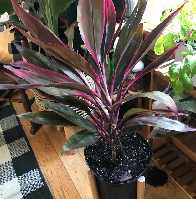 5gal pot; 4-5ft