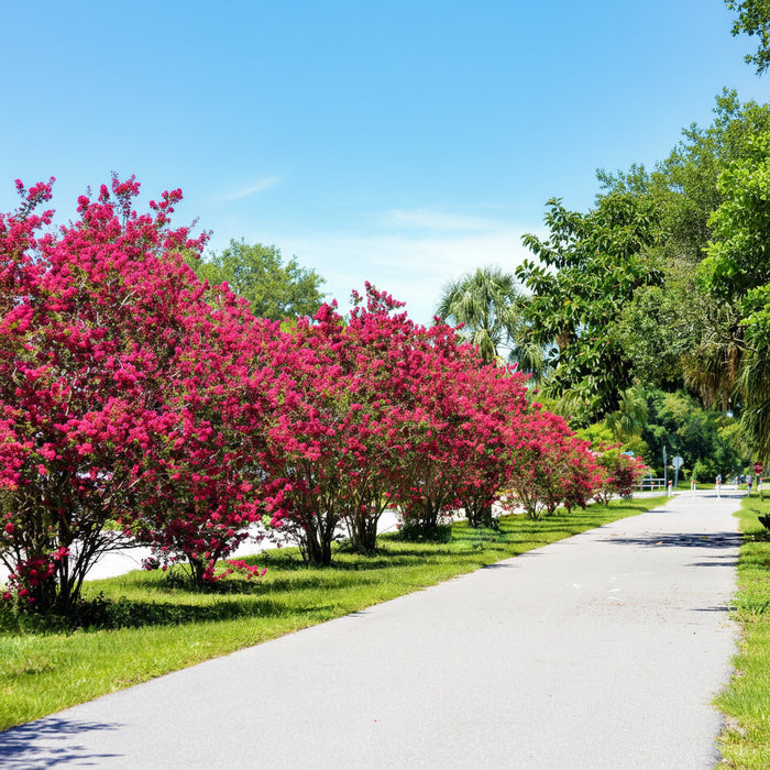 Dynamite Red Crape Myrtle trees blooming along a path.