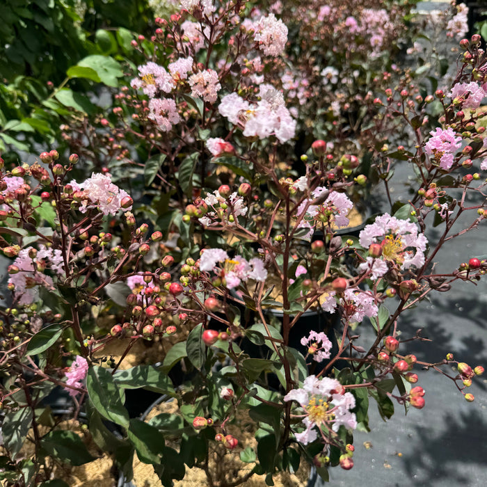 crape myrtle pink Potted plant with pink flowers and green leaves in a garden setting
