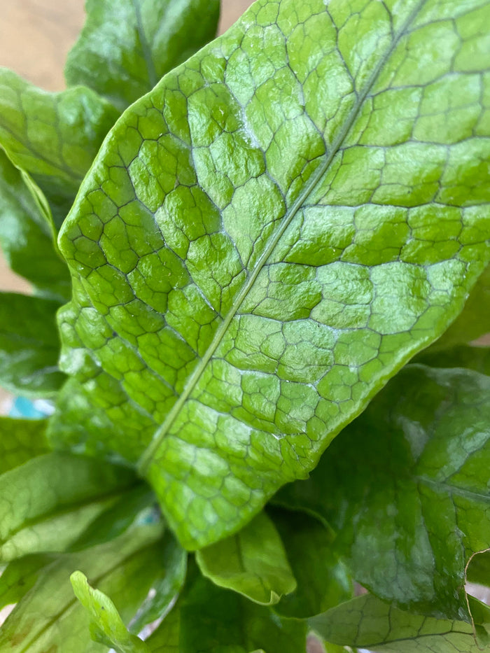 single leaf of Crocodile Fern, Crocodylus Fern