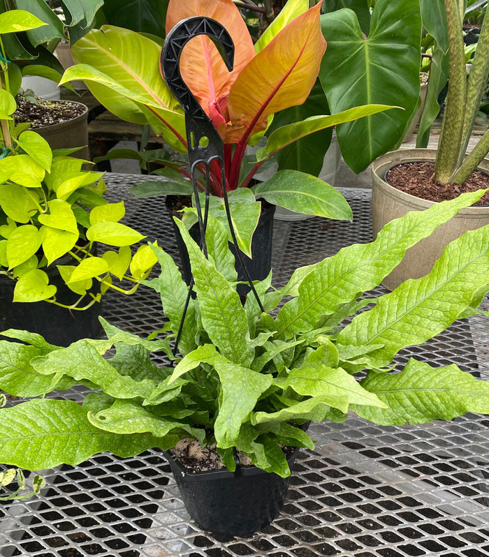 8in Pot, 17-20in