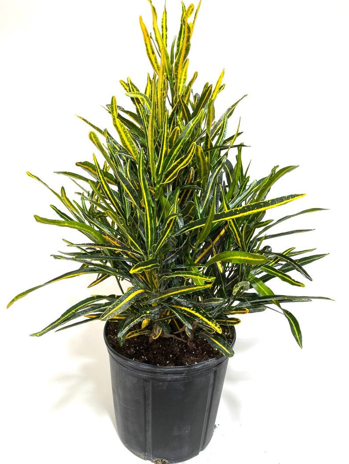 Croton Banana Yellow, Live Tropical Plant indoor or Outdoor