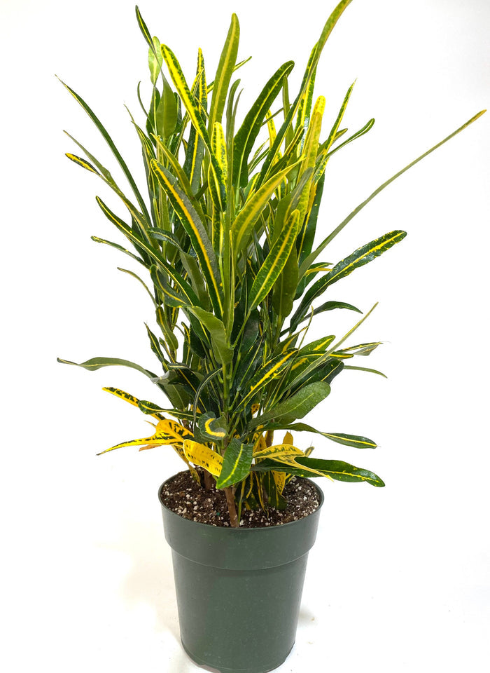 Croton Banana Yellow, Live Tropical Plant indoor or Outdoor in a pot