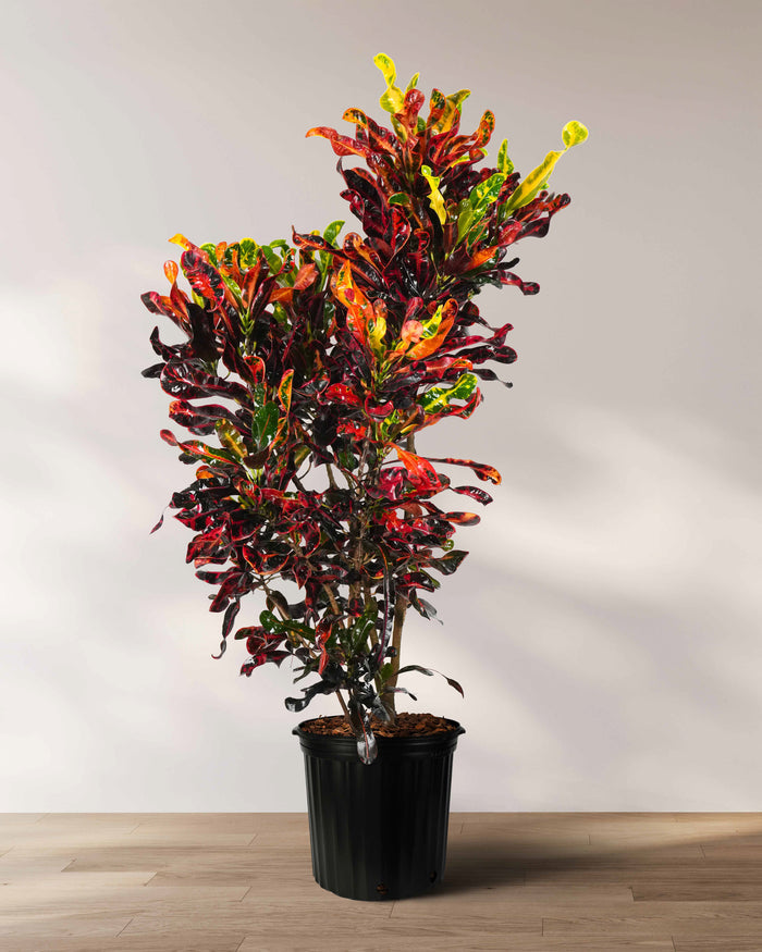 A potted Croton Mammy plant in a 2 gallon black nursery pot, featuring vibrant, spiraling leaves with a rich mix of deep red, bright yellow, and forest green variegation