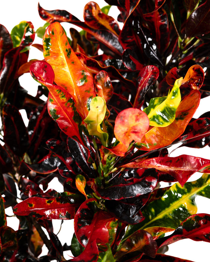 Close-up of a colorful leaf plant with red, orange, and yellow leaves on a white background.