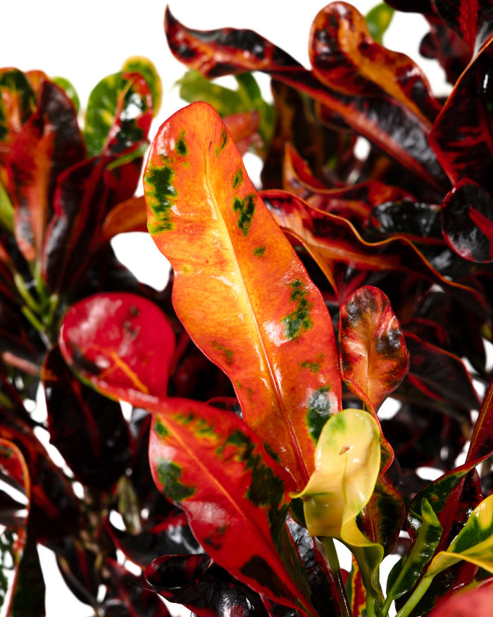 Close-up of a Croton Mammy plant featuring vibrant, spiraling leaves with a rich mix of deep red, bright yellow, and forest green variegation against a clean white background.