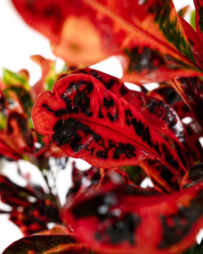 Close-up of red and black variegated croton leaves.