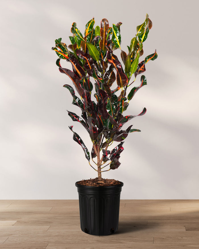 Potted Croton Mammy plant with vibrant red, yellow, and green variegated leaves.