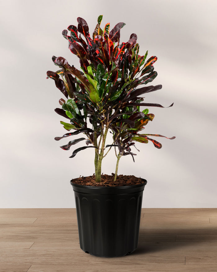 A potted Croton Mammy plant with vibrant red, yellow, and green variegated leaves.