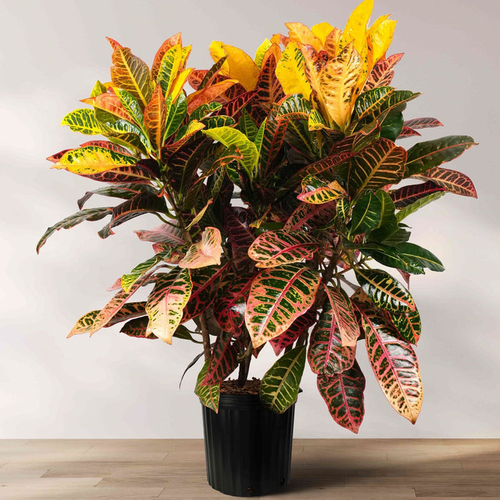 A potted Croton Petra plant with variegated leaves in shades of green, yellow, red, and orange, placed against a neutral background.