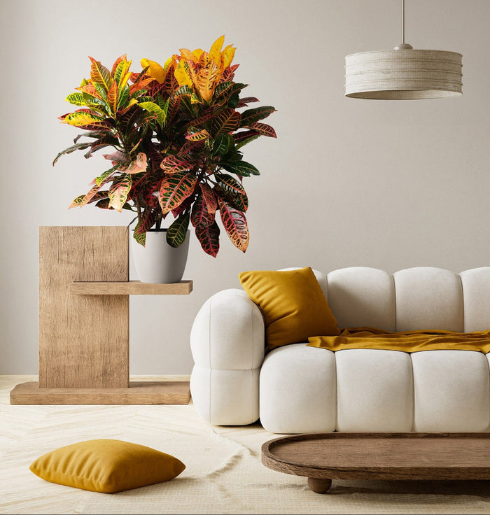 Potted croton petra plant on a wooden table beside a white sofa with yellow cushions.