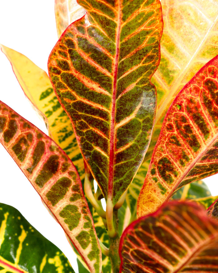 Close-up of variegated leaf patterns in red, green, and yellow croton petra