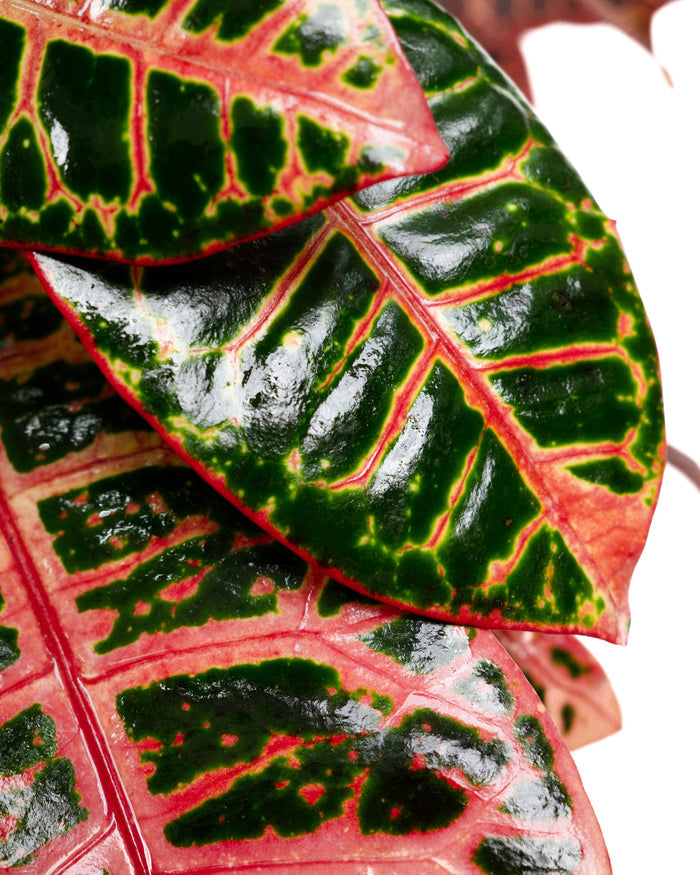 croton petra Close-up of variegated green and red leaf pattern.