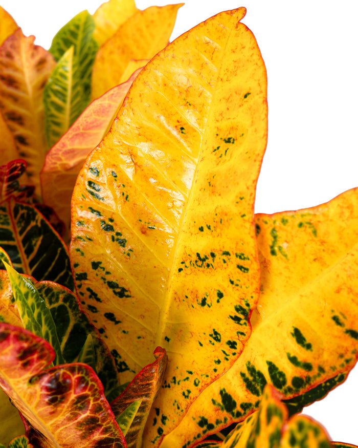 croton petra Close-up of yellow and red leafed plant.