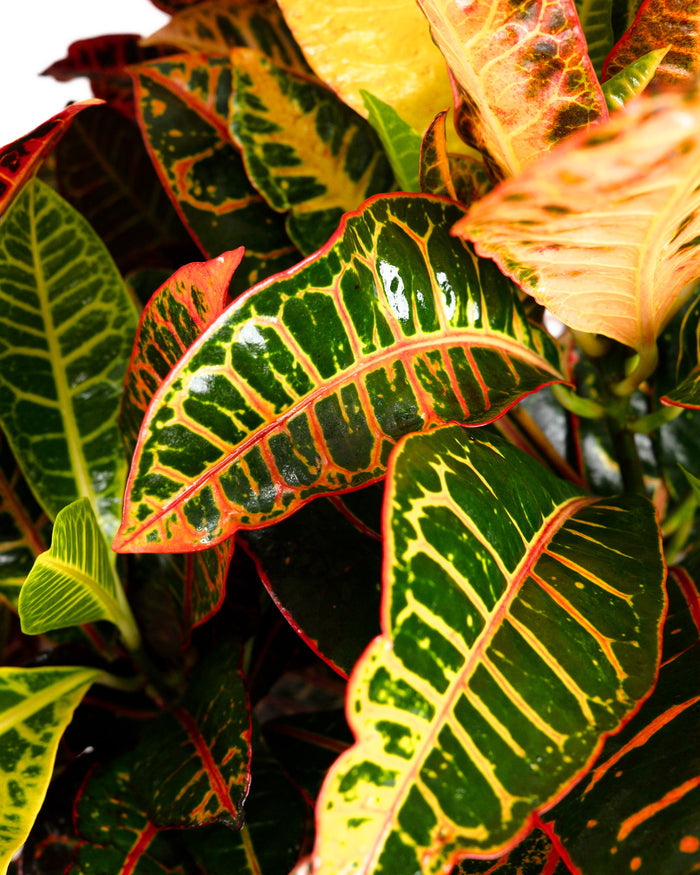 croton petra Close-up of variegated leaf plant with red and green colors.