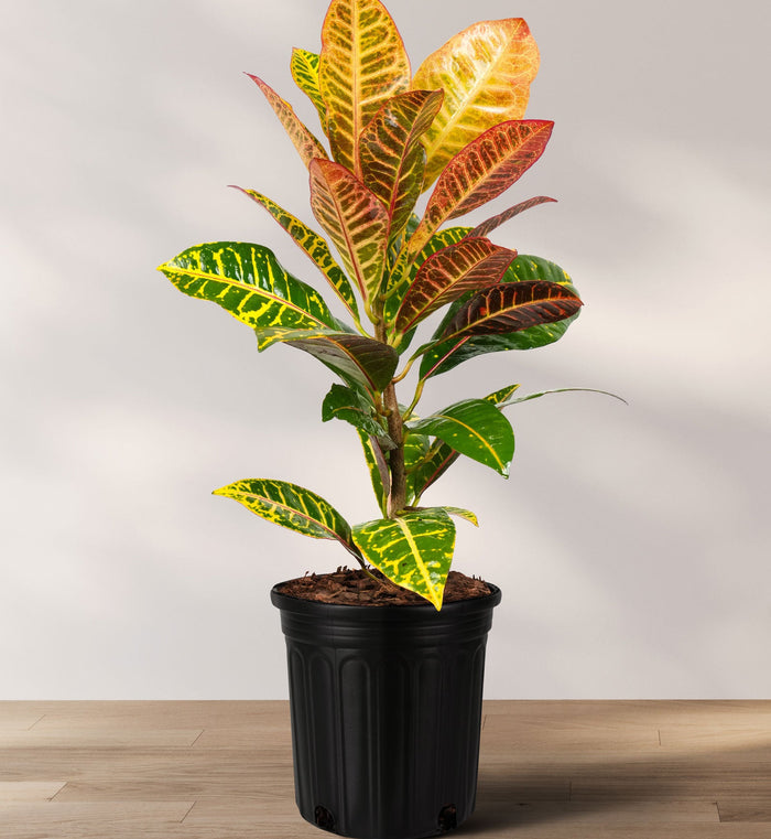 A potted Croton Petra plant with variegated leaves in shades of green, yellow, red, and orange, placed against a neutral background.