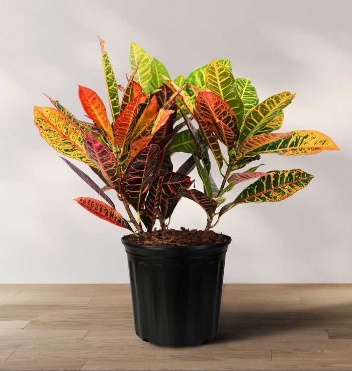 A potted Croton Petra plant with variegated leaves in shades of green, yellow, red, and orange, placed against a neutral background.