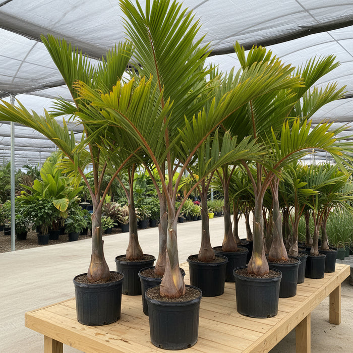 Bottle Palm, Colpothrinax wrightii in 7 gallon black grower pots lined up on a gravel surface within a shade house nursery setting, featuring their unique swollen, bottle-shaped trunks and arching green fronds, ideal for adding a striking tropical silhouette to your landscape or garden.