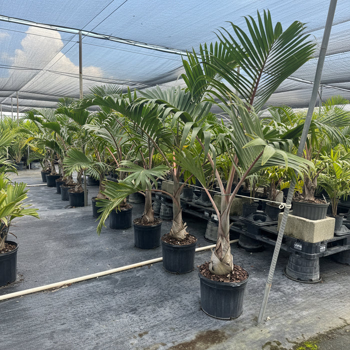 Bottle Palm, Colpothrinax wrightii in black grower pots lined up on black landscape fabric within a shade house nursery setting, featuring their distinctively swollen, bottle-shaped trunks and arching green fronds reaching up towards a shade cloth against a partly cloudy sky, ideal for adding a striking tropical silhouette to your landscape or garden.