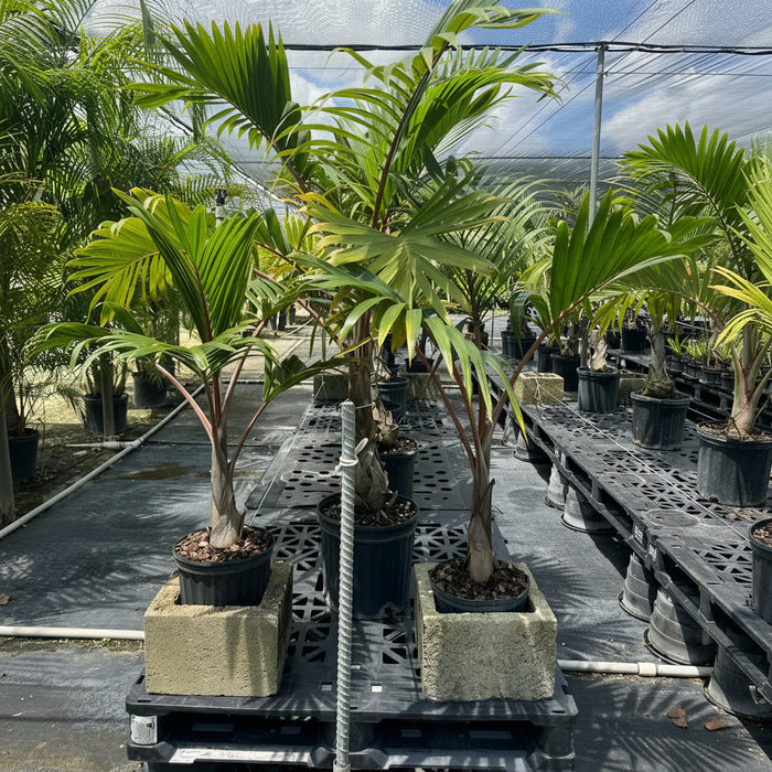 Bottle Palm, Colpothrinax wrightii in a 1 gallon black grower pot situated on a sunlit concrete patio, featuring its signature swollen, bottle-shaped trunk and arching feather-like green fronds, ideal for adding a striking tropical silhouette to your outdoor living space or garden.