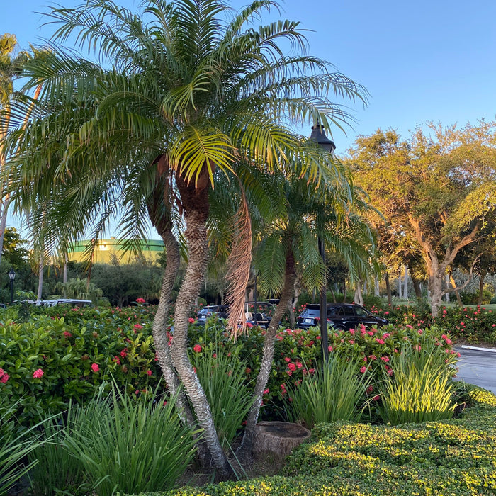 Large Phoenix Roebelinii Pygmy Date Palm featuring a full crown of long arching dark green fronds and multiple textured trunks, creating a lush tropical landscape appearance.