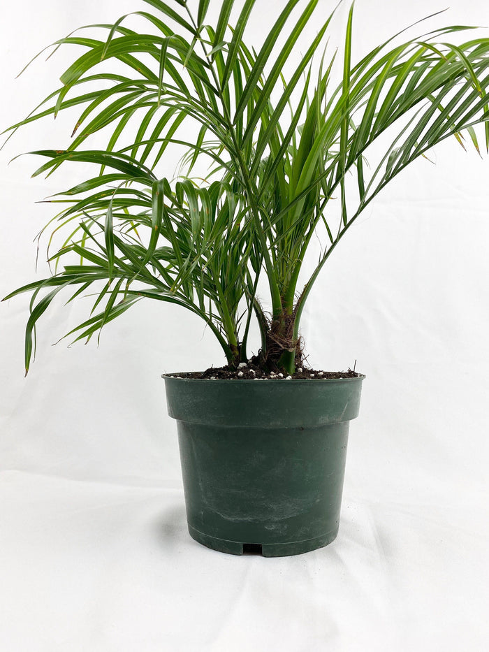 Young Phoenix Roebelenii Pygmy Date Palm 2 stem growing in a green plastic nursery container with thin textured trunks and long tropical green fronds.