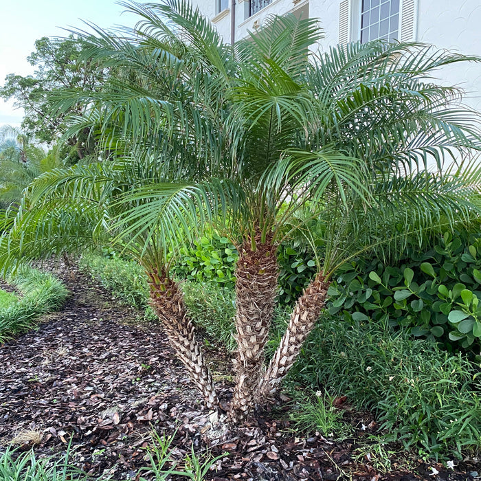 Large three-trunk Pygmy Date Palm with long arching feathery green fronds growing from textured brown trunks in a tropical outdoor setting