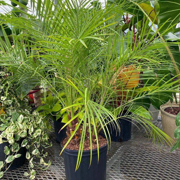 Phoenix Roebelenii Pygmy Date Palm in a 2-gallon nursery pot featuring thin textured trunks and soft arching green fronds displayed in a greenhouse setting surrounded by tropical plants.