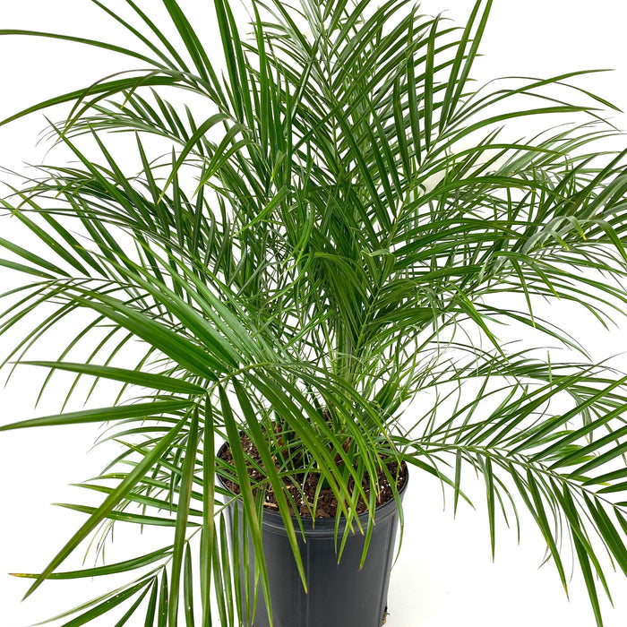 Young Phoenix Roebelenii Pygmy Date Palm with long narrow green fronds extending outward from a dense tropical canopy in a 2 gallon black plastic nursery pot.