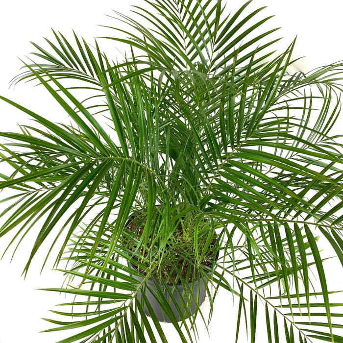 Full tropical Pygmy Date Palm with layered arching green fronds extending in all directions from a dense center growth in a 2 gallon black nursery container.