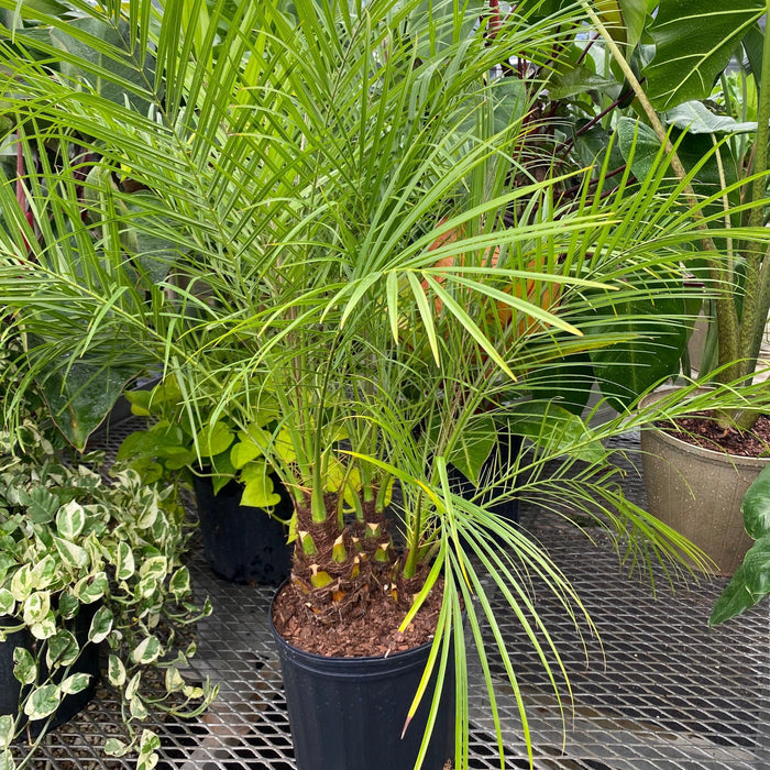 2-gallon Pygmy Date Palm with multiple textured trunks and long arching green fronds growing in a black nursery pot inside a tropical greenhouse surrounded by lush foliage.