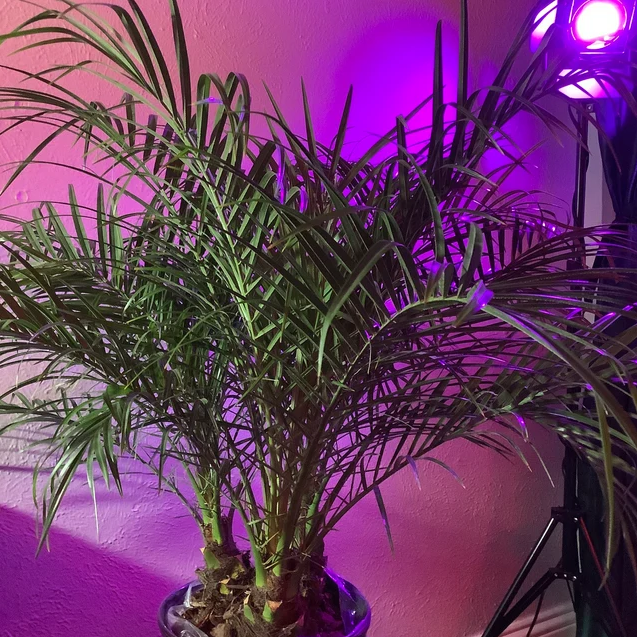 Close-up view of a three-trunk Pygmy Date Palm with dense arching green fronds, shown in front of soft purple lighting that highlights the plant’s full tropical foliage.