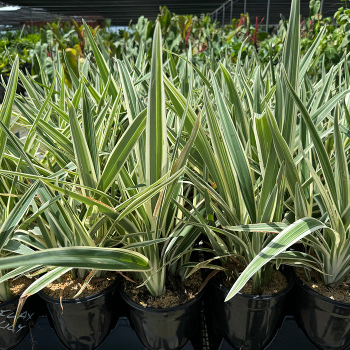 Potted Dianella Silver Streak Flax Lily with green and white-striped leaves, displayed in a garden center environment.