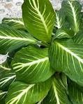 Dieffenbachia Sterling Dumb Cane White Veins close up of leaves