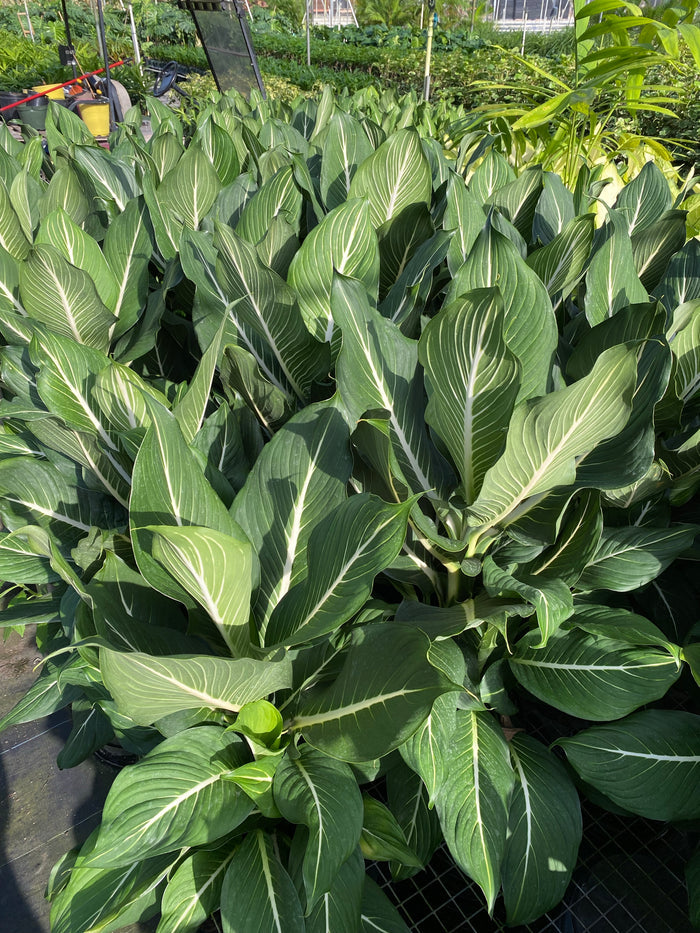 Cluster of Dieffenbachia Sterling houseplants